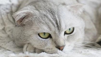 珠海伴游人员专业背景要求